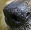 Dog Nose detail