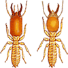 Termite soldier comparison. On the left, Native Eastern Subterranean Termite Soldier. On the Right, a Formosan Termite Soldier. The tear drop shaped head is also a give-away for the Formosan Termite.